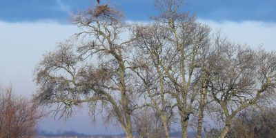 Különös lakáscsere: rétisas fészket foglaltak el a parlagi sasok