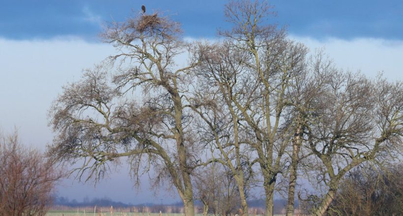 Különös lakáscsere: rétisas fészket foglaltak el a parlagi sasok