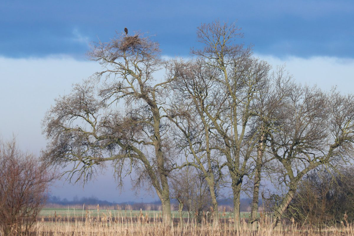 Különös lakáscsere: rétisas fészket foglaltak el a parlagi sasok