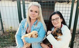 állatmenhely segítség Békéscsaba