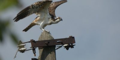 Megérkeztek a vonuló halászsasok a Kis-Sárrétre