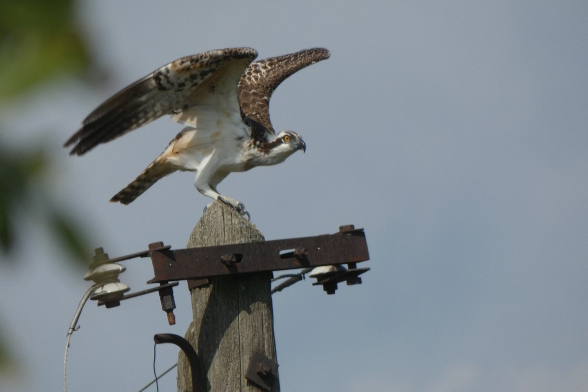 Megérkeztek a vonuló halászsasok a Kis-Sárrétre