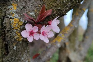 agrár, tavasz, virágzás, gyümölcsfa