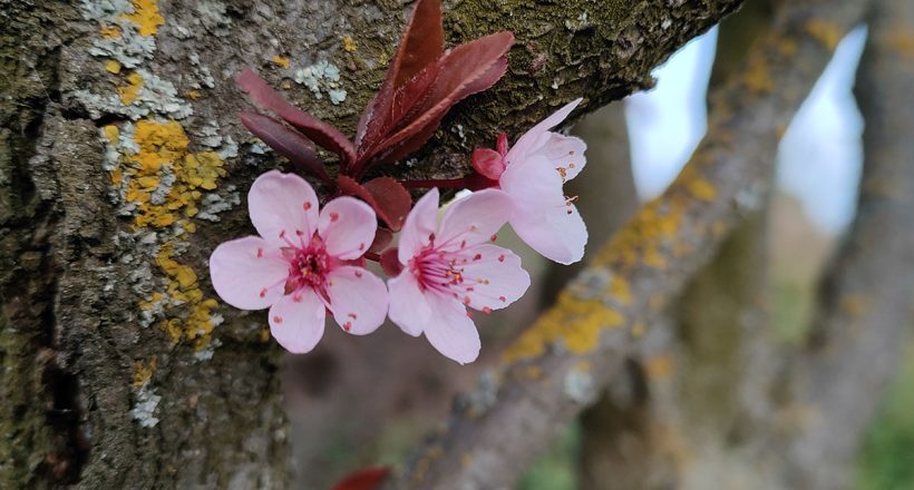 agrár, tavasz, virágzás, gyümölcsfa