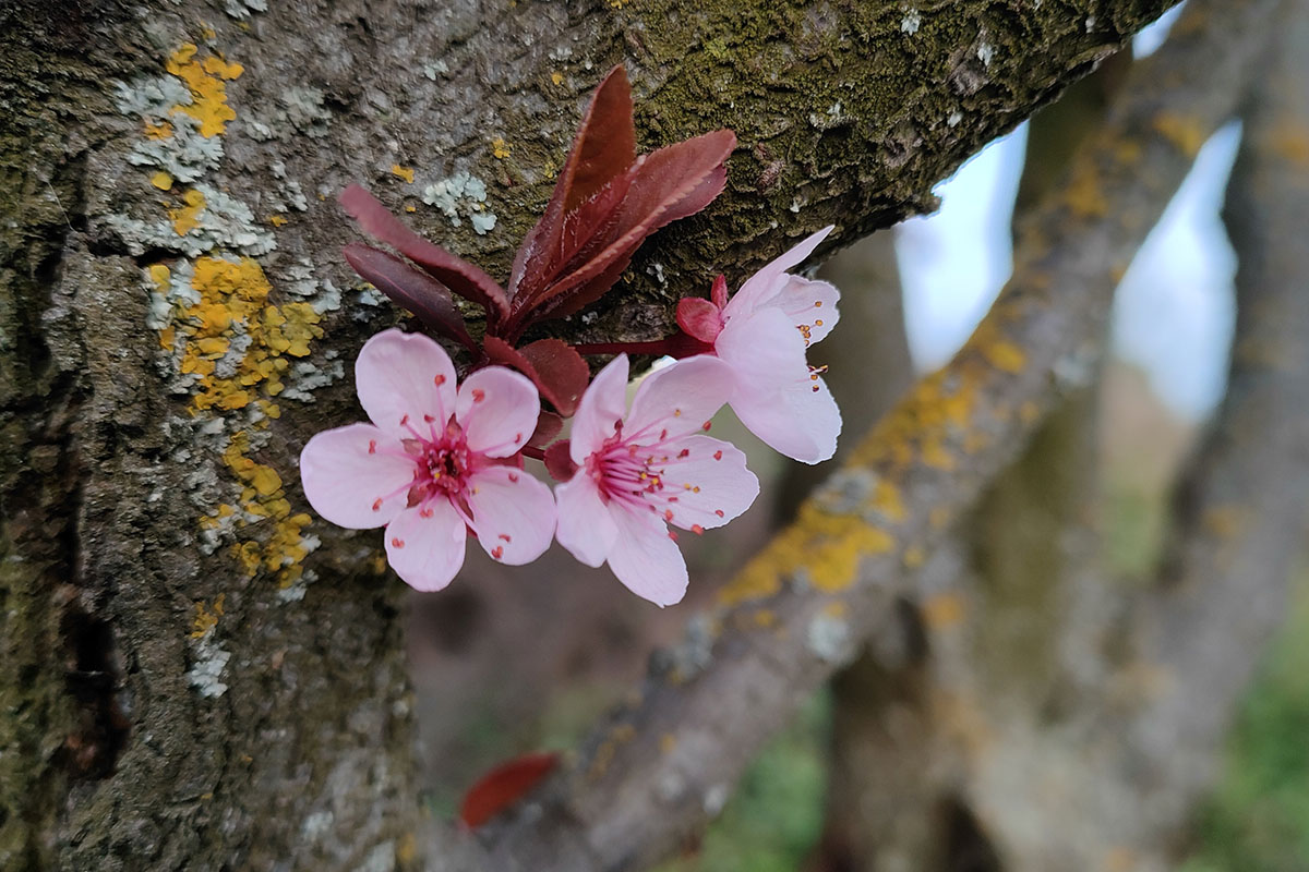 Optimálisan fejlődhetnek az őszi vetések, de fagy veszélyezteti a gyümölcsfákat