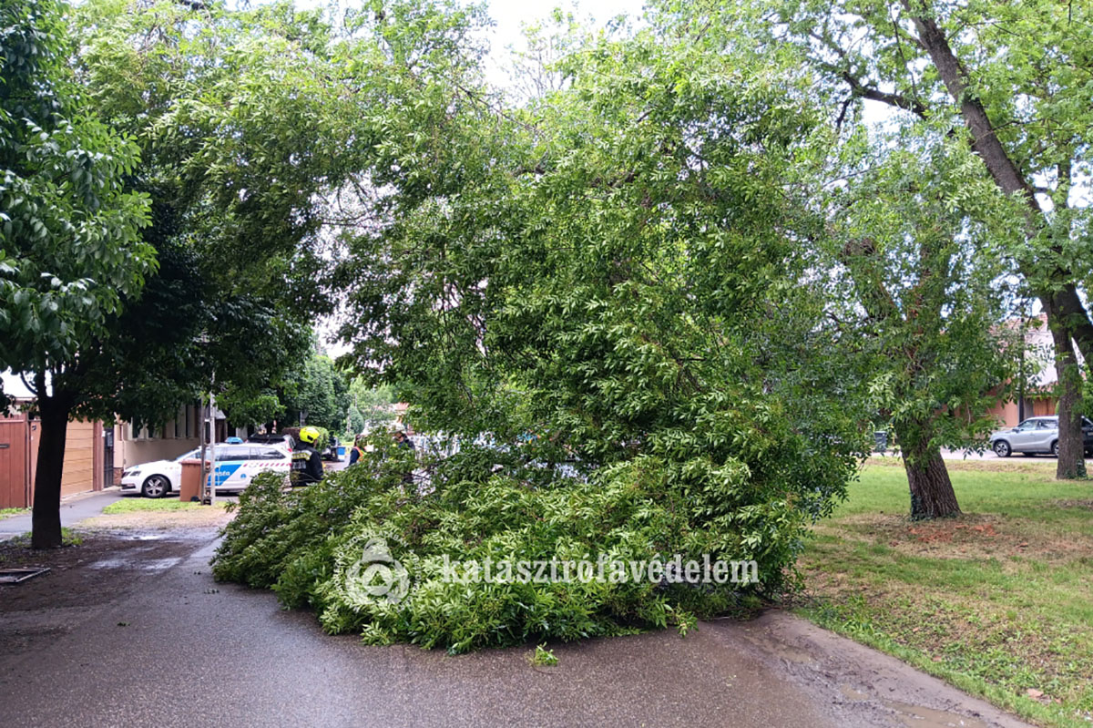 Autóra dőlt egy nagy méretű fa Békéscsabán