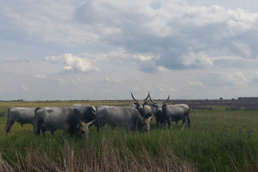 szürkemarha, körös maros nemzeti park