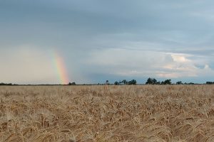 A dráguló gabonák ellenére nagyjából stabil maradt a FAO élelmiszerár-indexe májusban