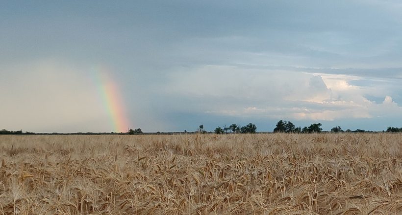 gabona, időjárás