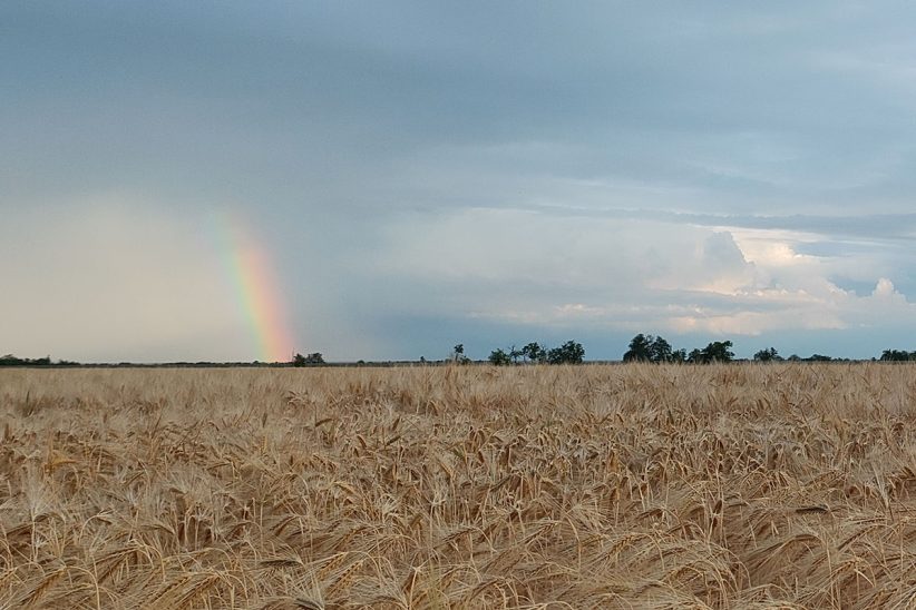gabona, időjárás