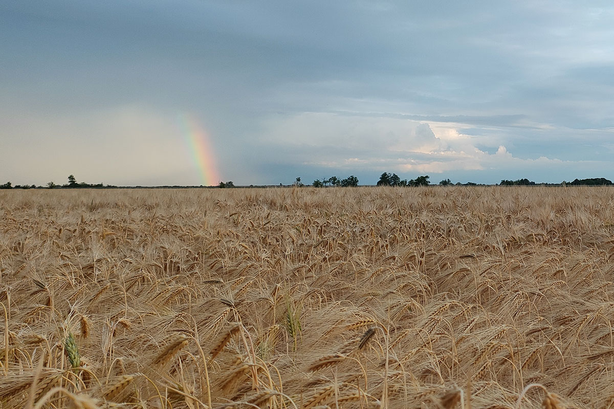 A dráguló gabonák ellenére nagyjából stabil maradt a FAO élelmiszerár-indexe májusban