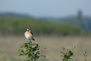 Körös-Maros Nemzeti Park