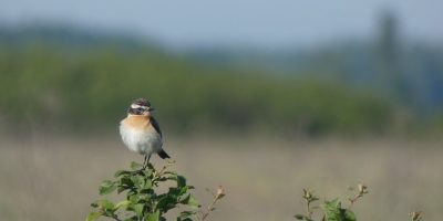 Körös-Maros Nemzeti Park