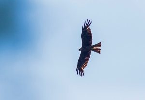 Körös–Maros Nemzeti Park
