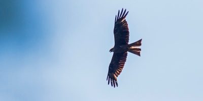 Körös–Maros Nemzeti Park