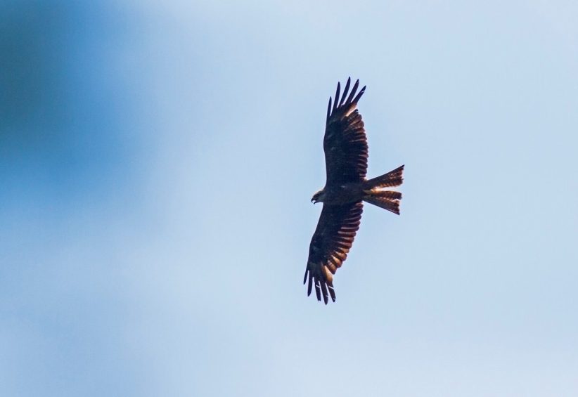 Körös–Maros Nemzeti Park