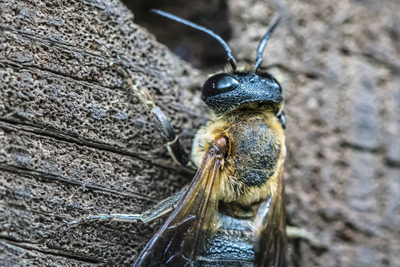 Riasztó külsejű, de ártalmatlan az óriás művészméh
