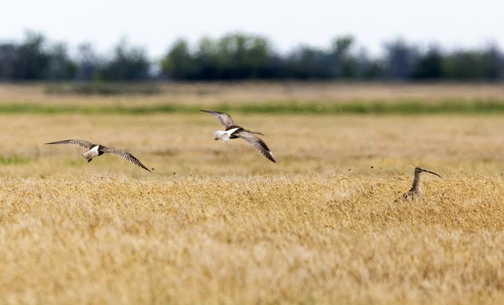 Kardoskúti-puszta, nagy pólingok