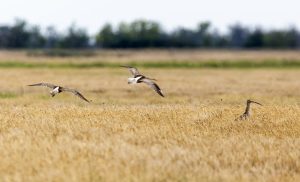 Kardoskúti-puszta, nagy pólingok