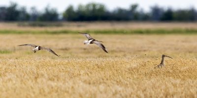 Kardoskúti-puszta, nagy pólingok