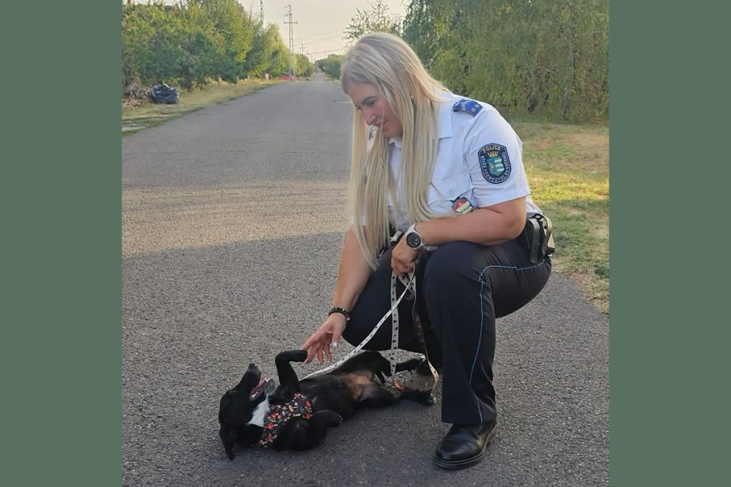 Sérült kutyát mentett egy mezőhegyesi rendőrnő