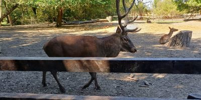 Egész nap hallani Bátor hangját – elkezdődött a szarvasok bőgési időszaka