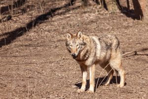 október 23-i hosszú hétvégén a Körösvölgyi Állatpark