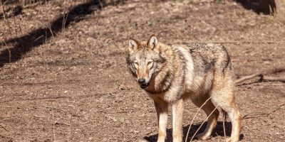 október 23-i hosszú hétvégén a Körösvölgyi Állatpark