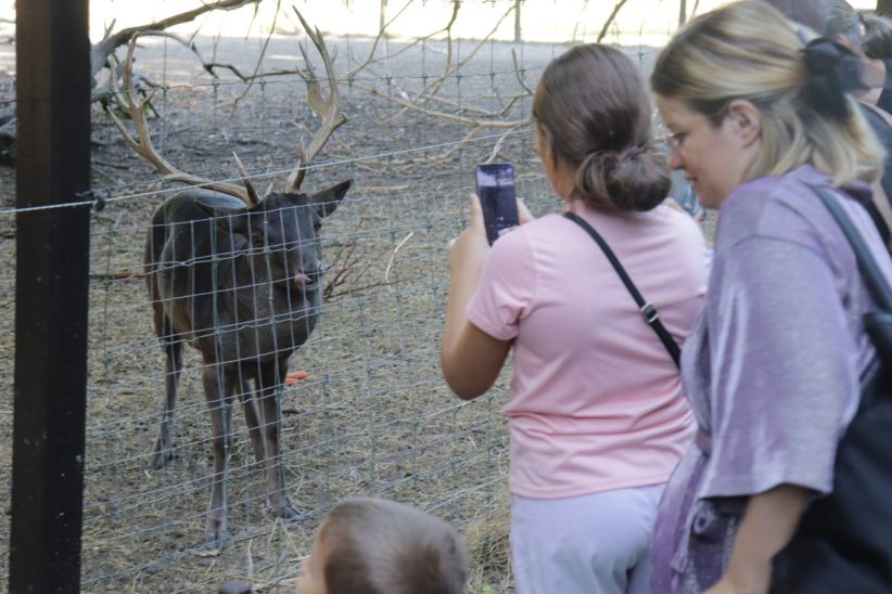 Állatok Világnapját a Körösvölgyi Állatparkban