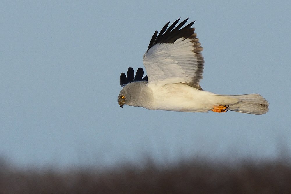 Megérkeztek az első kékes rétihéják a Körös-Maros Nemzeti Park pusztáira