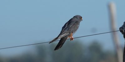 Drasztikusan kevesebb kék vércse pihent meg idén a Dél-Alföldön: az aszály miatt összeomlott a tápláléklánc